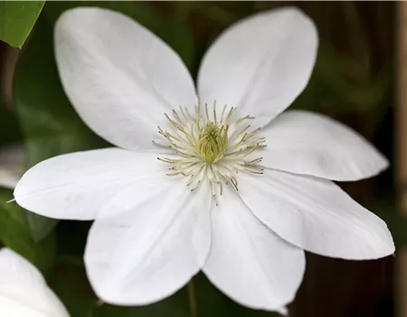 Clematis 'Shirayukihime'