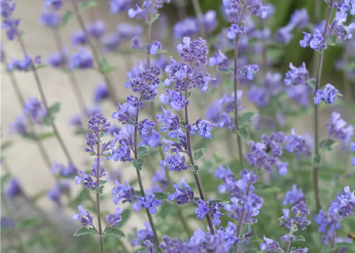 Nepeta x faassenii, veg.