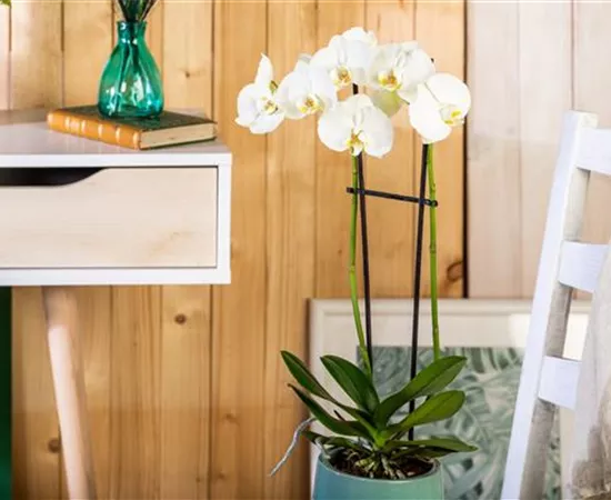 Tipps für eine traumhafte Raumgestaltung mit Orchideen