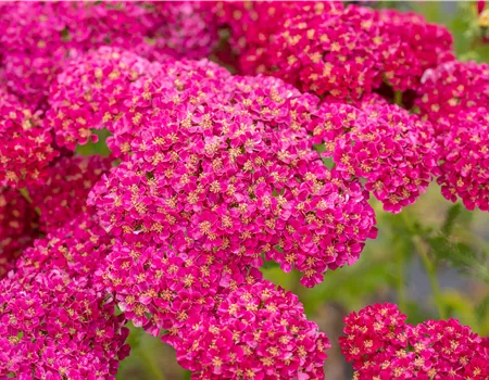 Achillea Millef.-Hybr. 'Pomegranate' -R- Achillea Millef.-Hybr. 'Pomegranate' -R-