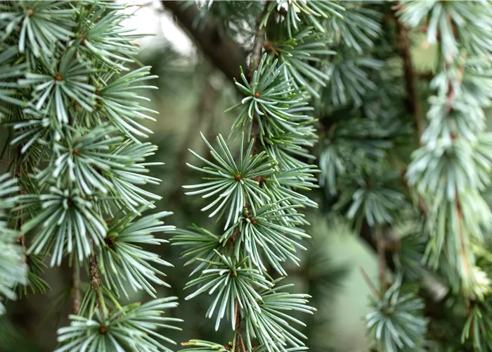 Larix kaempferi 'Blue Dwarf'