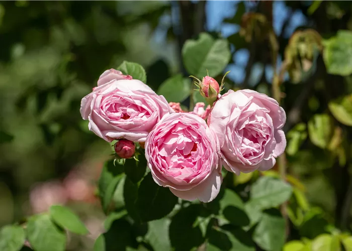 Rosa 'Constance Spry' STR VI