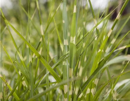 Miscanthus sinensis 'Gold Bar' -R- Miscanthus sinensis 'Gold Bar' -R-