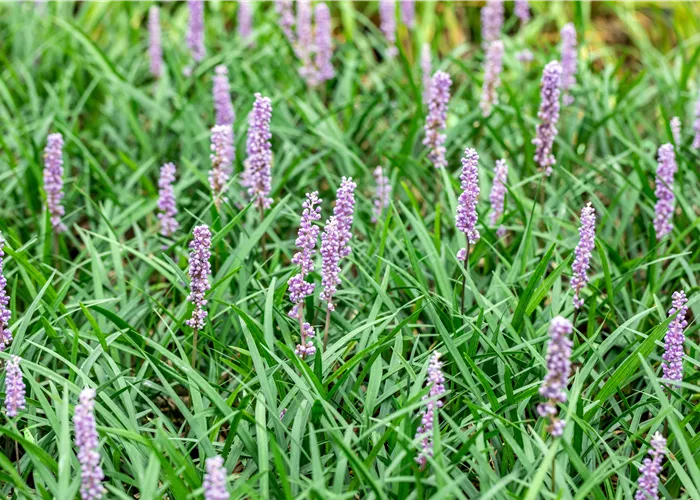 Liriope muscari 'Moneymaker'