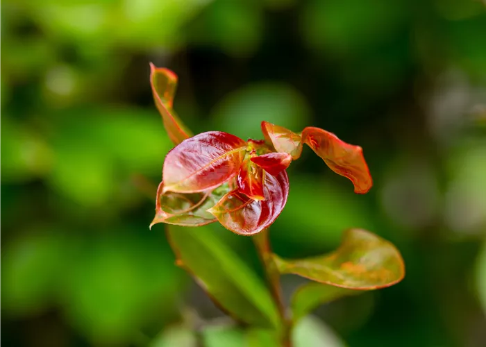 Lagerstroemia indica 'Red Imperator' Lagerstroemia indica 'Red Imperator'