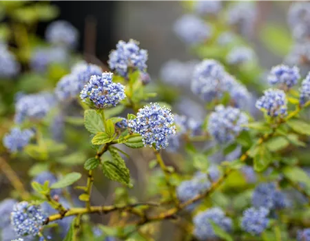 Ceanothus thyrsifl.repens Ceanothus thyrsifl.repens