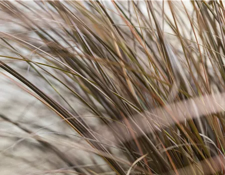 Carex comans 'Bronze Form' Carex comans 'Bronze Form'