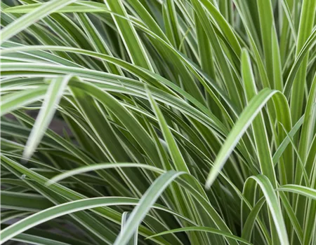 Carex morrowii 'Ice Dance' Carex morrowii 'Ice Dance'