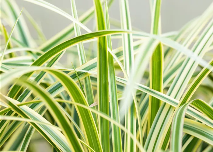 Carex morrowii 'Vanilla Ice' Carex morrowii 'Vanilla Ice'