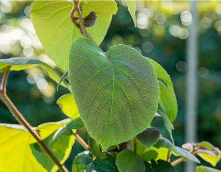 Actinidia arguta 'Prince Jumbo' Actinidia arguta 'Prince Jumbo'