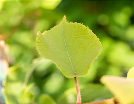 Actinidia chinensis 'Hayward' Actinidia chinensis 'Hayward'