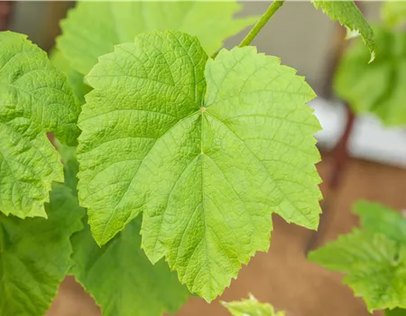 Vitis 'Venus' Vitis 'Venus'