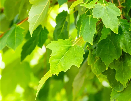 Acer rubrum 'Scanlon' Acer rubrum 'Scanlon'