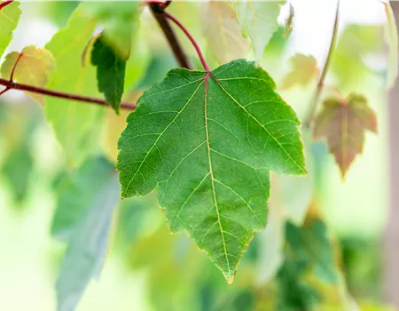 Acer rubrum 'Summer Red' -R- Acer rubrum 'Summer Red' -R-