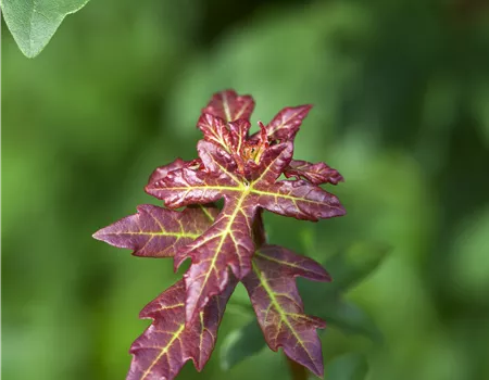 Acer campestre Acer campestre