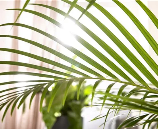 Zimmerpflanzen schneiden – Ist das wirklich notwendig?