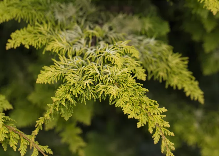 Chamaecyparis obtusa 'Fernspray Gold' Chamaecyparis obtusa 'Fernspray Gold'