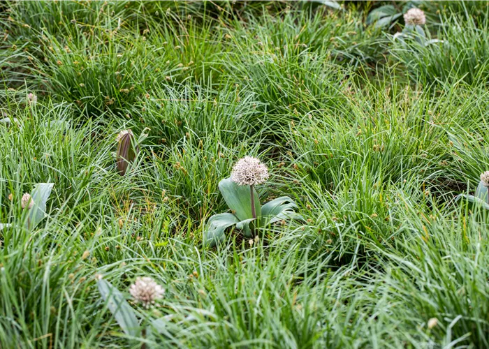 Allium karataviense Allium karataviense