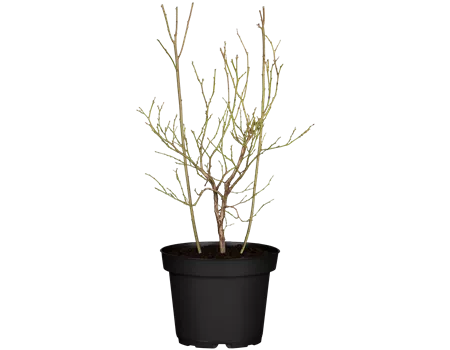 Vaccinium corymb. 'Pink Lemonade' -R- Vaccinium corymb. 'Pink Lemonade' -R-