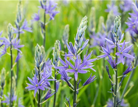 Camassia quamash Camassia quamash