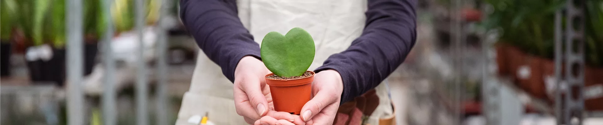 GS732395.jpg GS732395.jpg