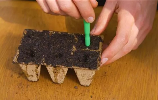 Romatomate - Pikieren Romatomate - Pikieren