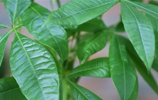 Glückskastanie - Umtopfen