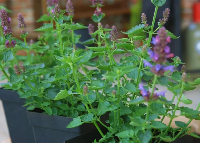 Duftnessel - Einpflanzen im Garten