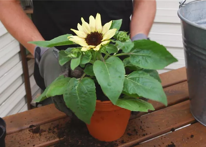 Sonnenblume - Einpflanzen in ein Gefäß