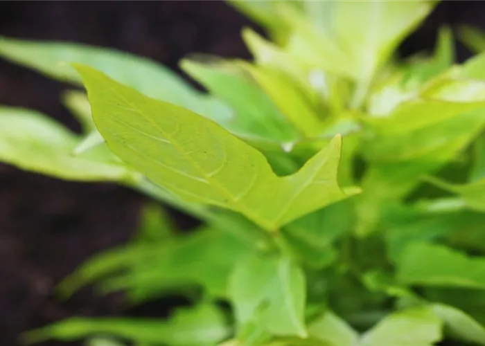 Zier Süßkartoffel - Einpflanzen im Garten