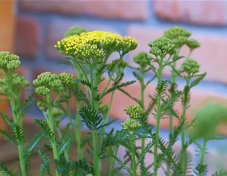 Schafgarbe - Einpflanzen im Garten (gelb)
