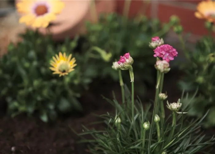 Strandgrasnelke - Einpflanzen im Garten
