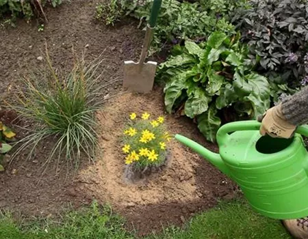 Mädchenauge - Einpflanzen im Garten