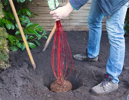 Hartriegel - Einpflanzen im Garten