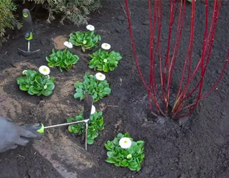 Gänseblümchen - Einpflanzen im Garten