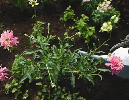 Sonnenhut - Einpflanzen im Garten