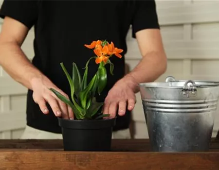 Milchstern - Einpflanzen in ein Gefäß