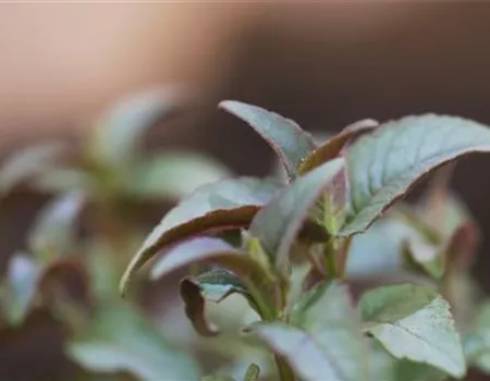 Minzblättrige Indianernessel - Einpflanzen im Garten