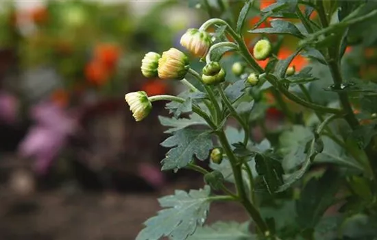 Chrysanthemen - Einpflanzen im Garten