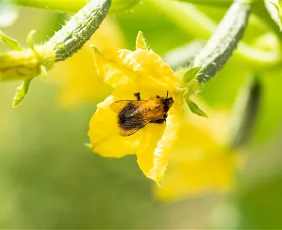 Bienenfreundliche Pflanzen für Garten und Co.