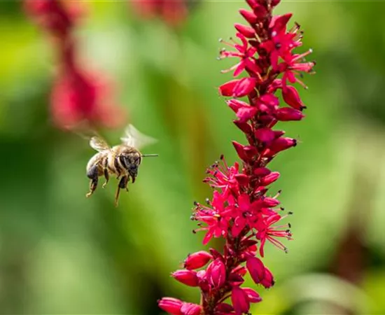 Bienenfreundliche Balkonpflanzen für Bienensnacks in der Stadt