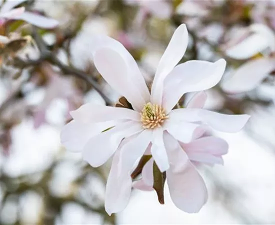 Frühblühende Gehölze zum Start ins neue Gartenjahr
