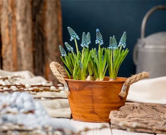 Die schönsten Frühblüher für Balkon und Terrasse