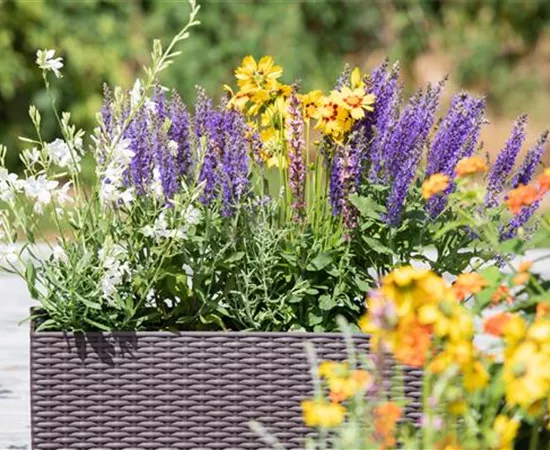 Erfolgreich gärtnern auf dem Balkon