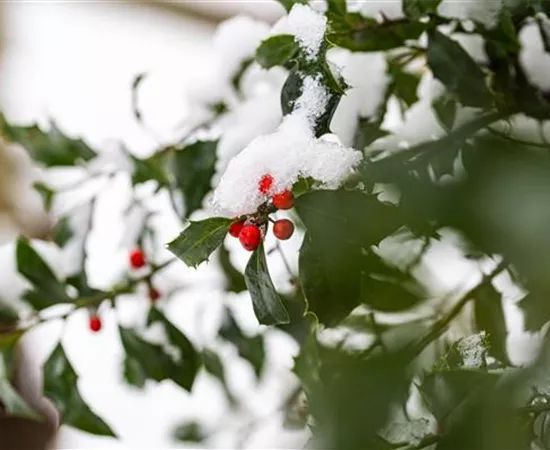 Top 10 der besten Winterpflanzen für Garten und Balkon