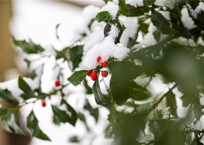 Gartenarbeit im Winter – Vorsicht bei Frost!