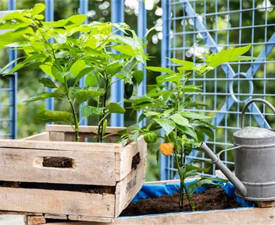 Ein Selbstversorgerbalkon für Anbau auf kleinstem Raum