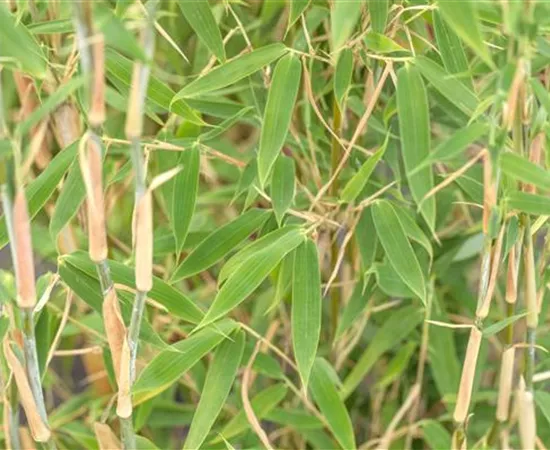 Begleitpflanzen für Bambus, die ihn in Szene setzen