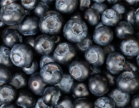 Blaubeere oder Schwarzbeere – die Heidelbeere hat viele Namen und viel Geschmack