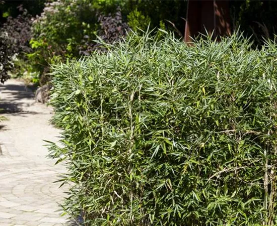 Ein Schirmbambus im Garten für immergrüne Highlights